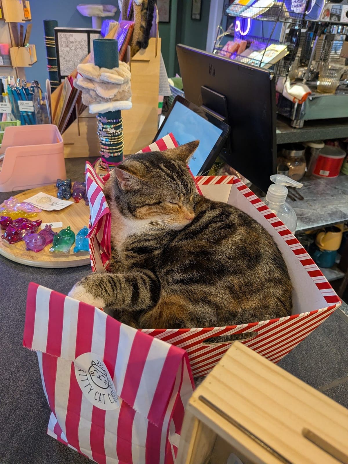 Kitty Cat Cafe