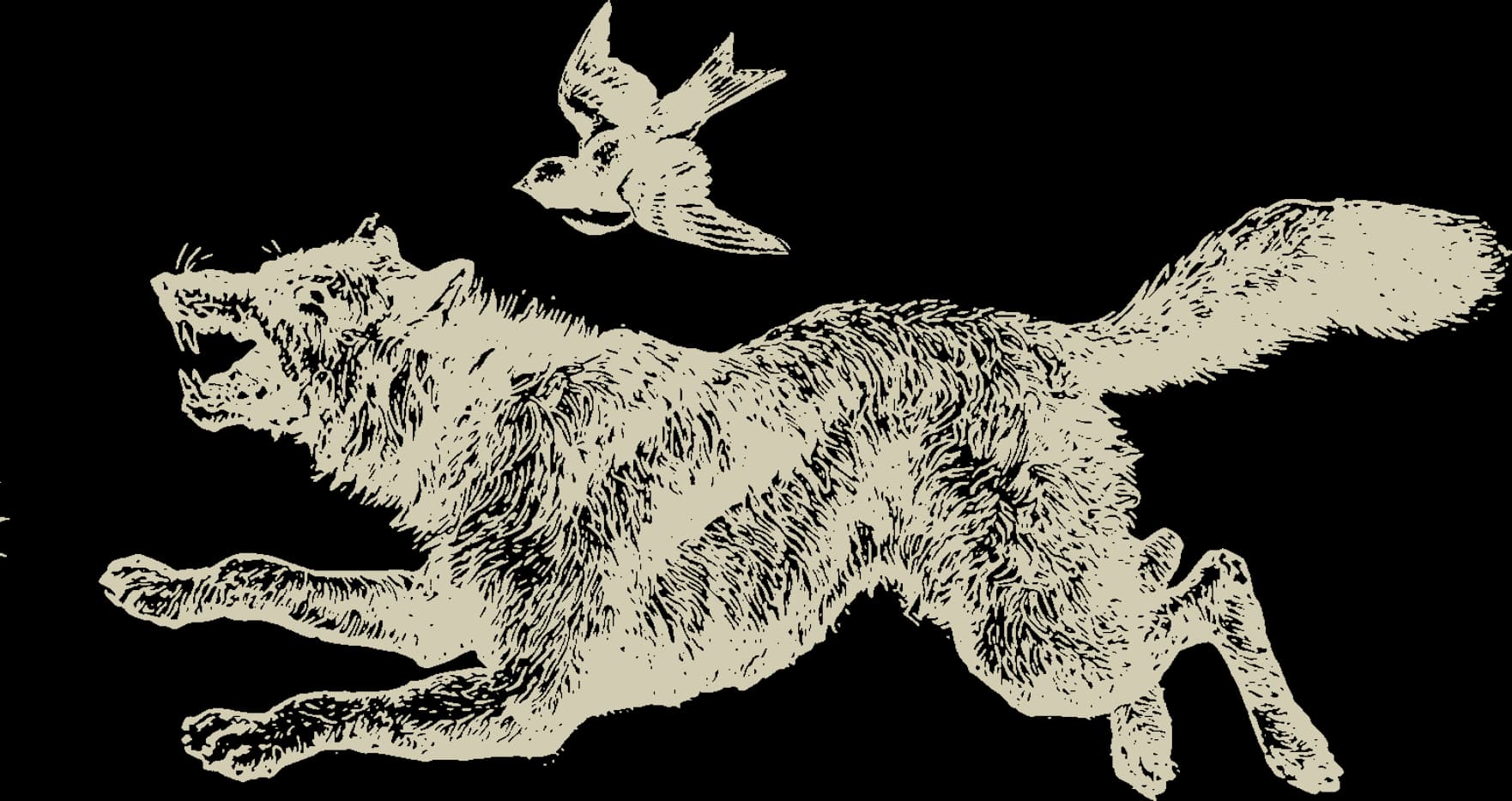 Wren & Wolf photo 3